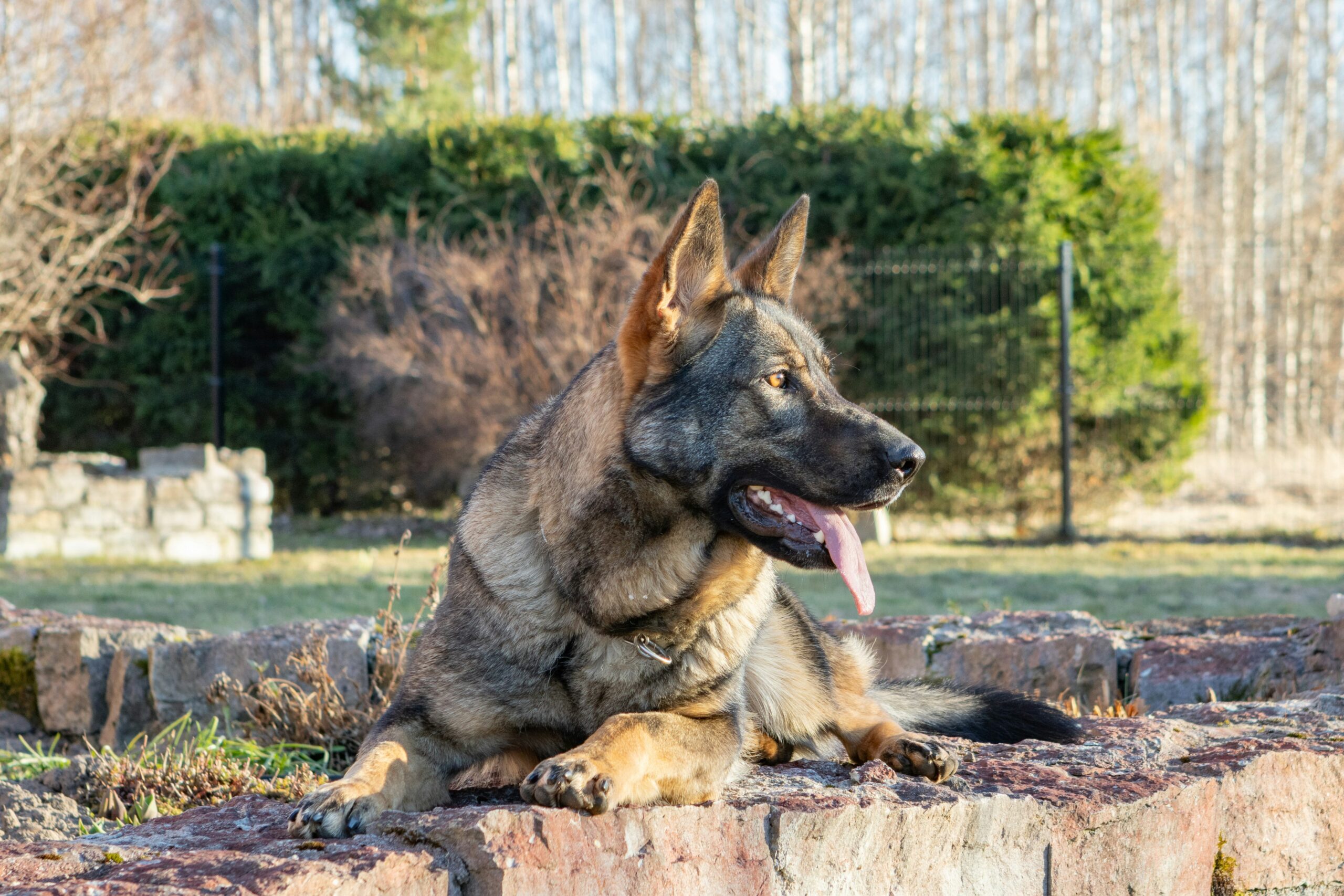 Senior dog with grey muzzle resting peacefully — senior dog lifespan guide