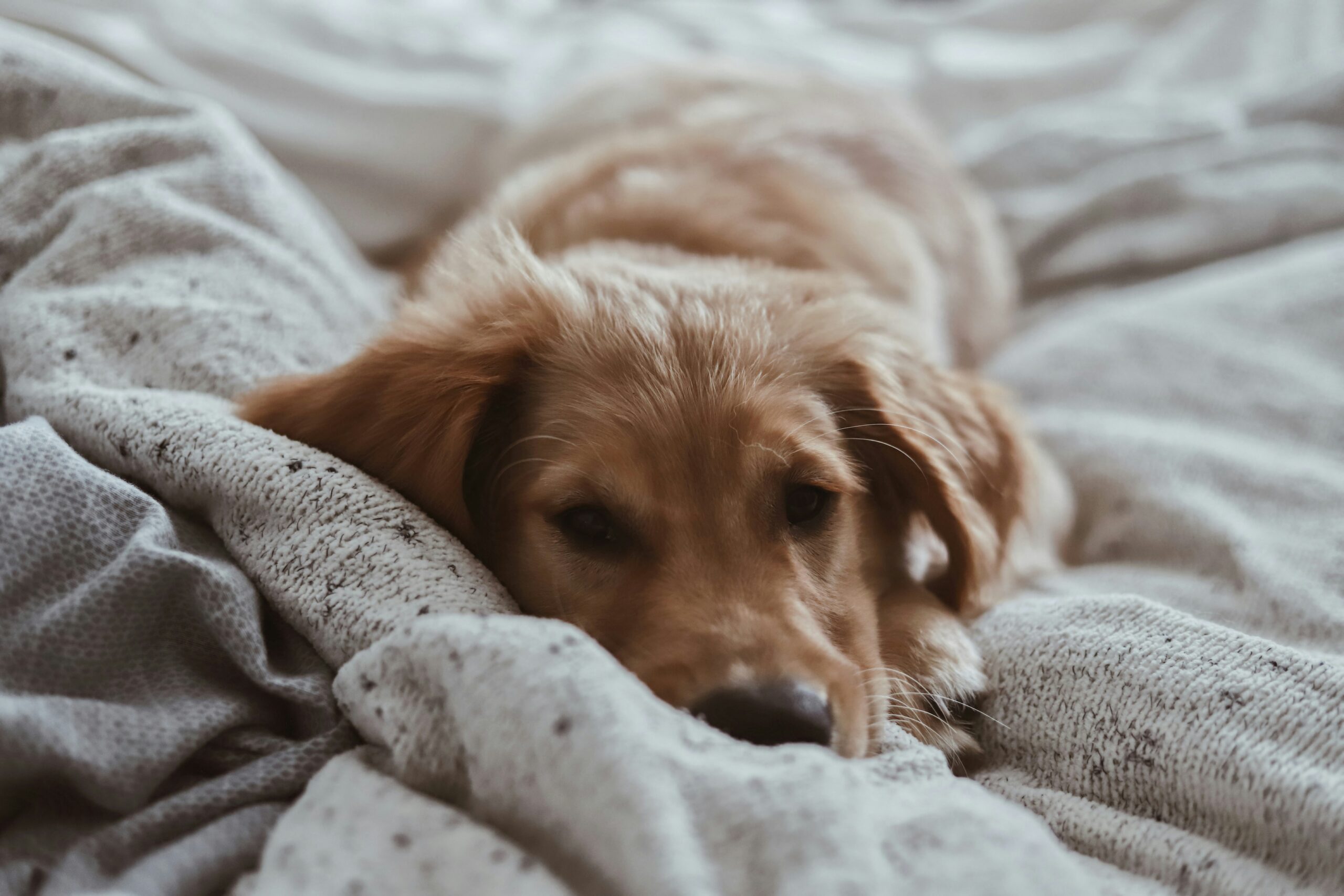 Senior dog sleeping too much on a comfortable bed during the day