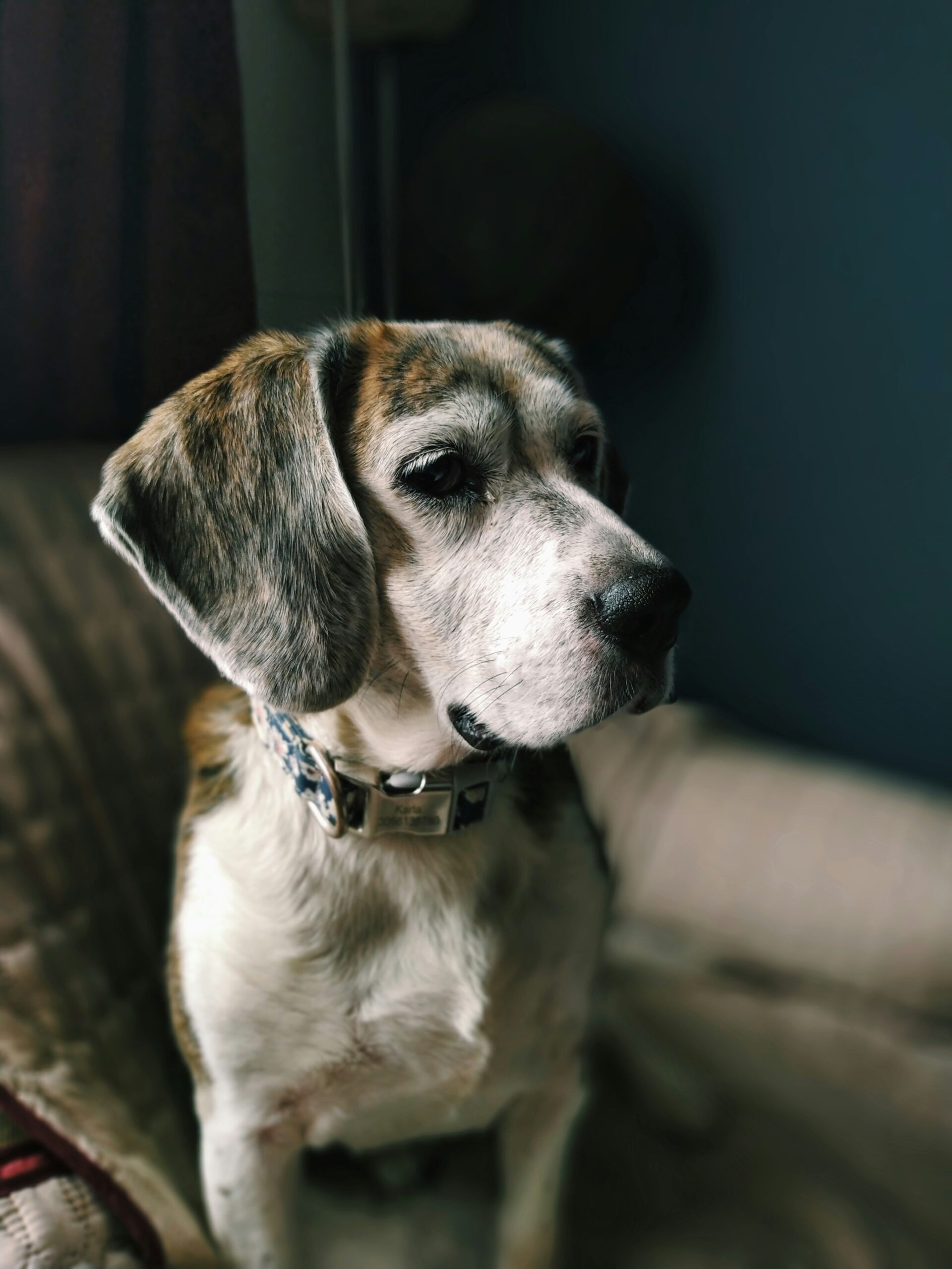 omega-3 for dog brain health