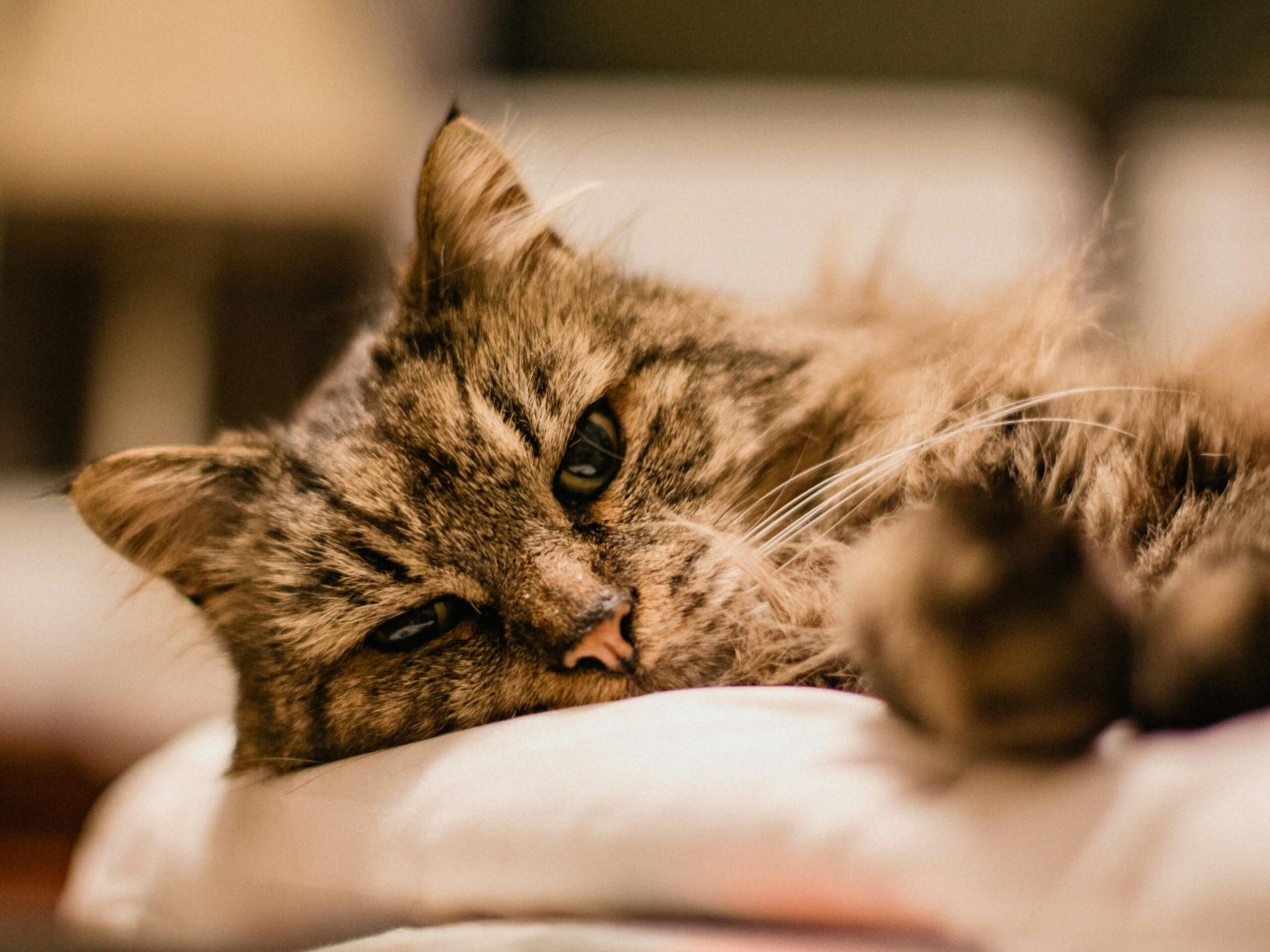 when is a cat considered a senior