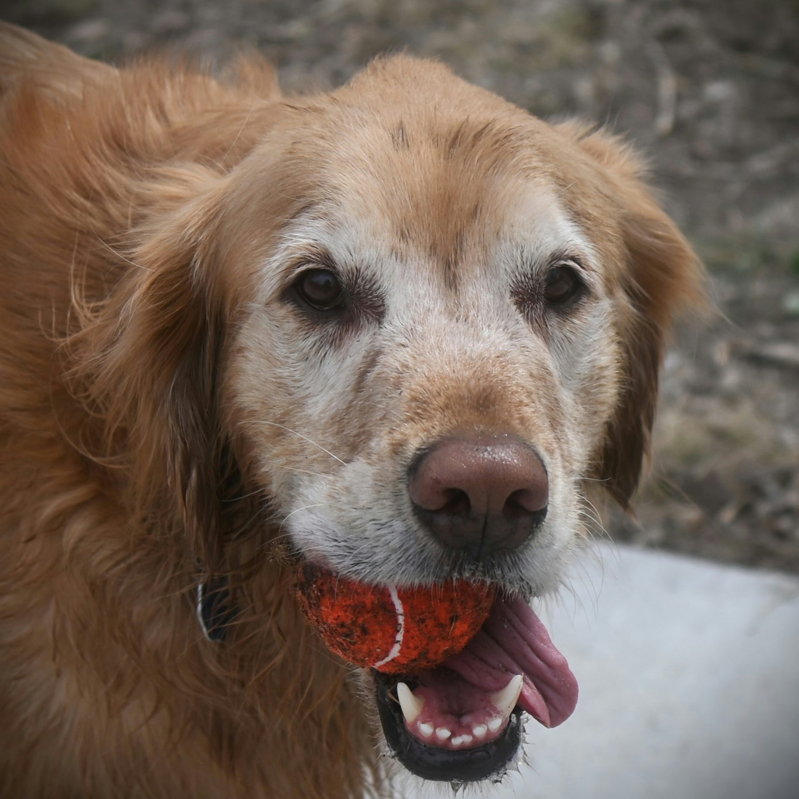 Senior dog with stiff legs walking slowly on a garden path