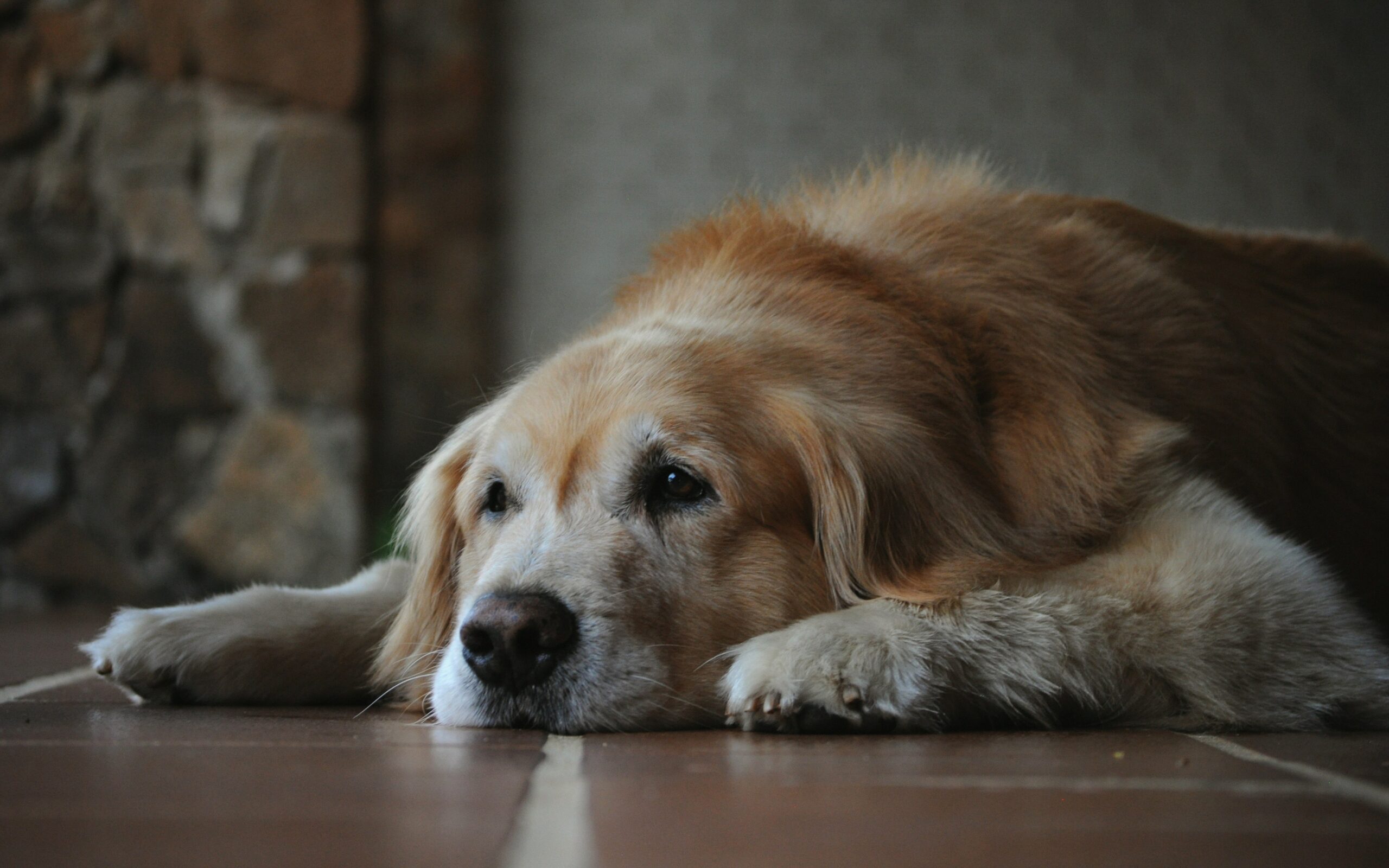 dog limping stiff legs