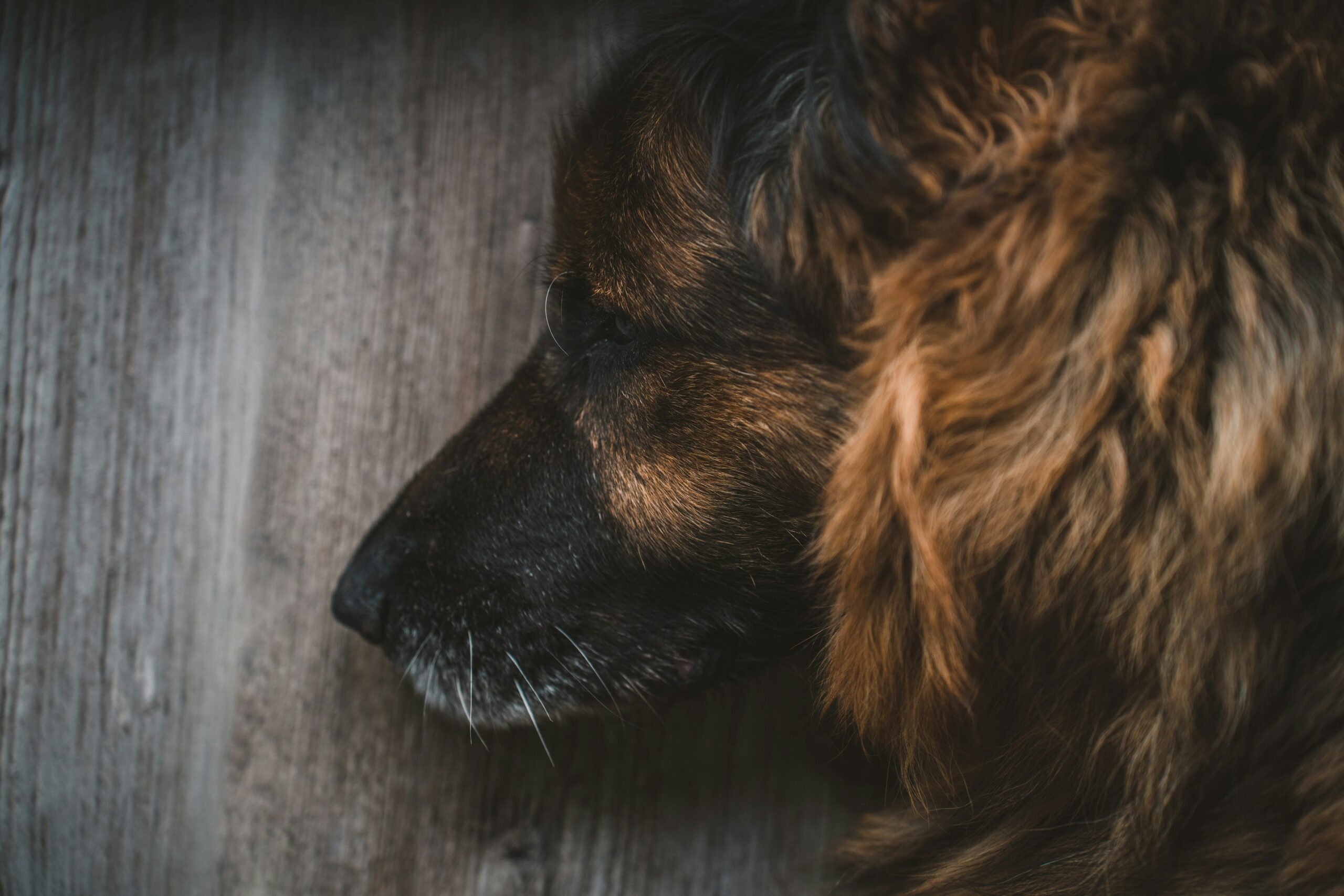 senior dog not eating what to do