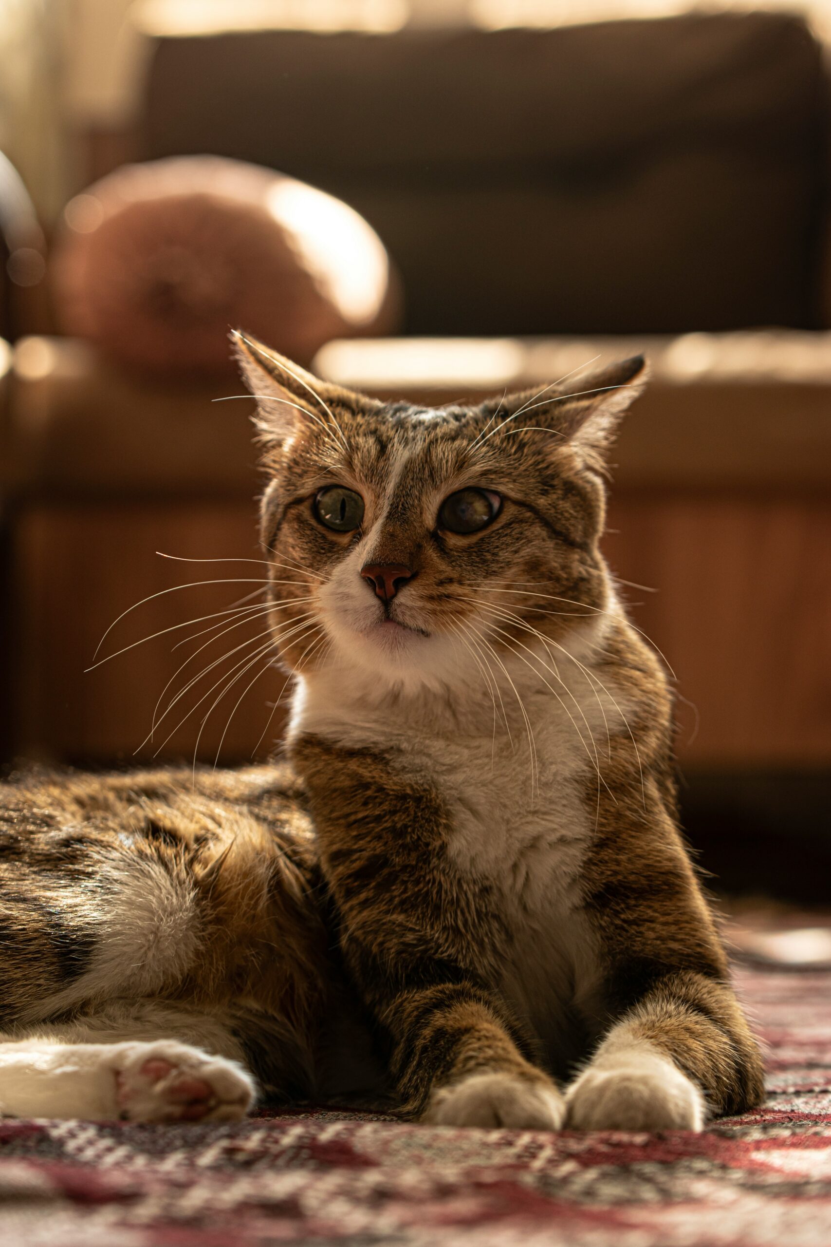senior cat not eating — older tabby cat sitting near empty food bowl
