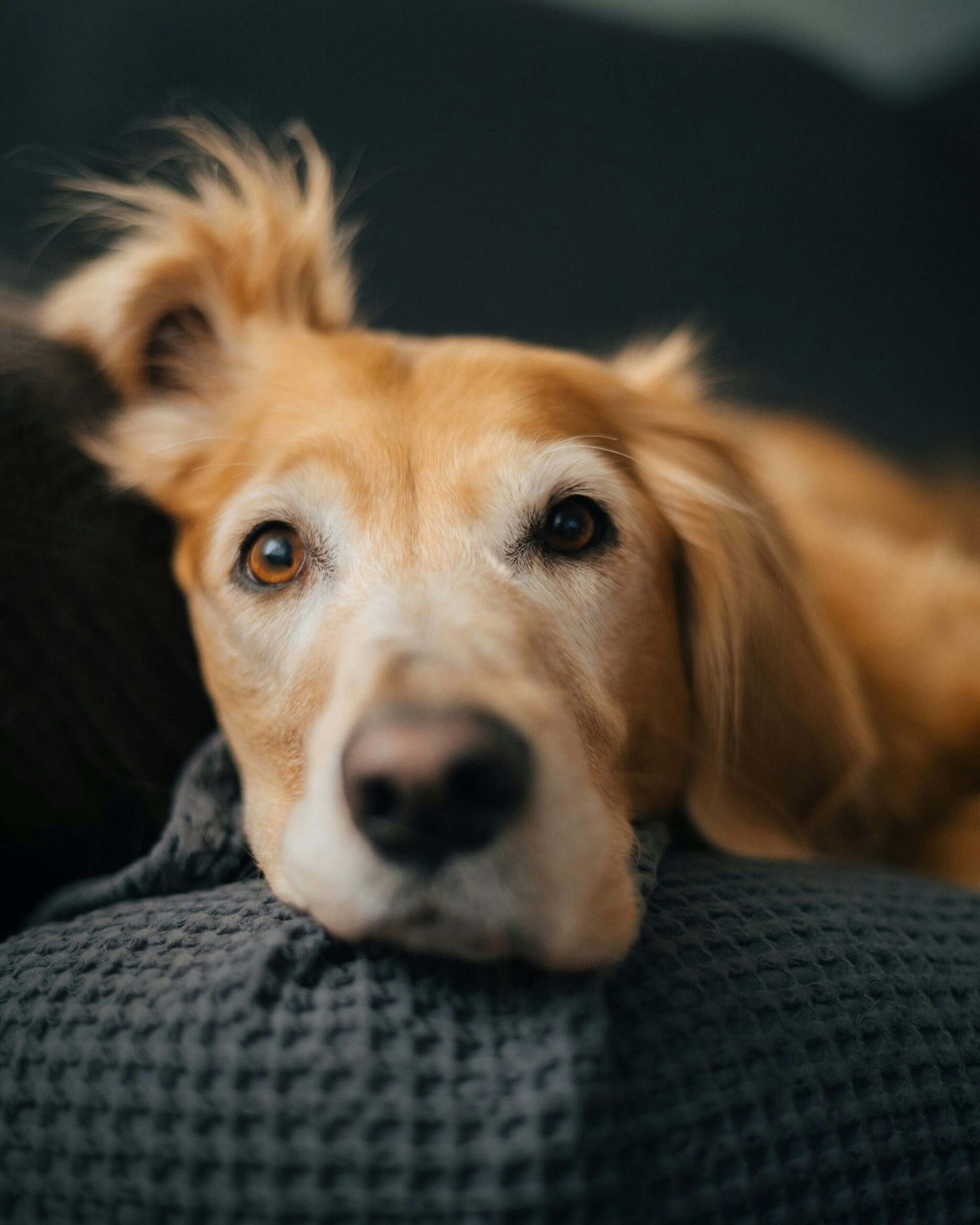 senior dog showing signs of cognitive decline